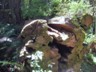 Fallen tress are keep becaause they are part of the eco-system