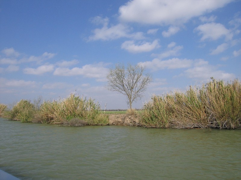 A sugar cane field.