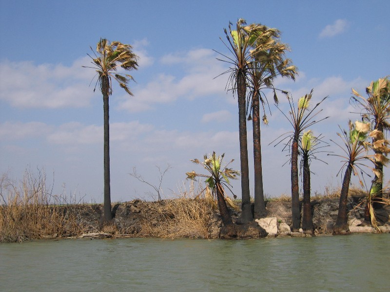 The tree trunks are black from the burning of the sugar cane fields, a procedure in reaping the cane.