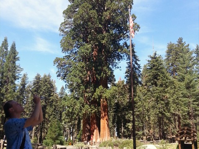 Sequoia NP 06