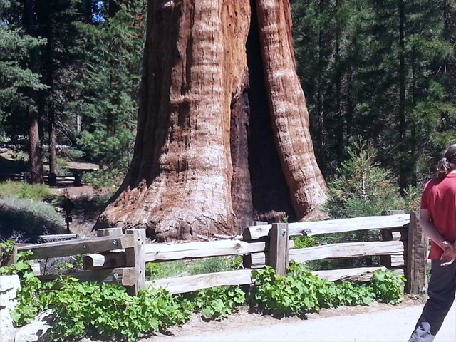 Sequoia NP 07