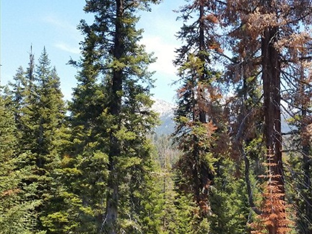 Sequoia NP 17