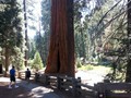 Sequoia NP 03