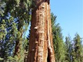 Sequoia NP 05