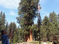 Sequoia NP 06