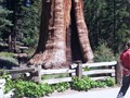 Sequoia NP 07