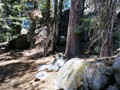 Sequoia NP 16