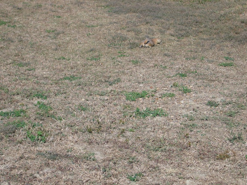 Prairie Dog 