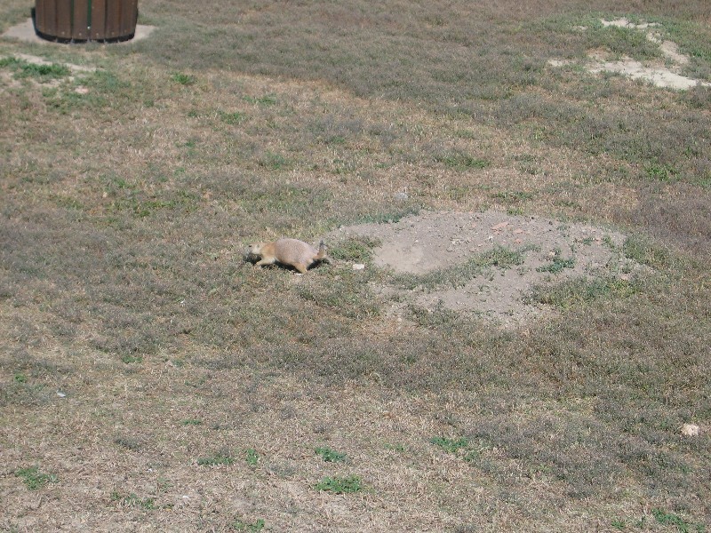 Prairie Dog 