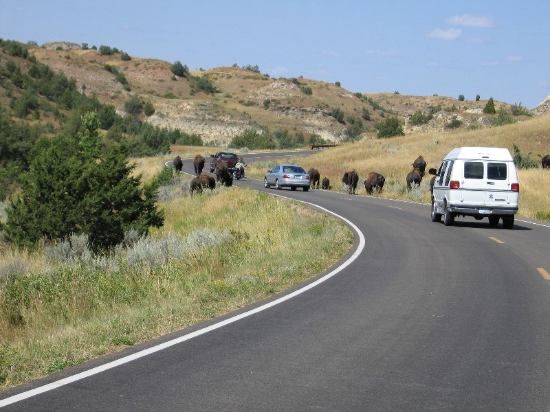 We were driving along and ran into this roadblock, a herd of bison. 