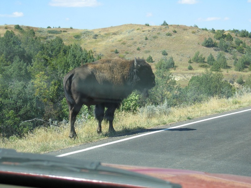 Cars didn't bother them. 