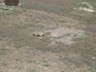 Prairie Dog 