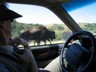 Dale had a little problem when the bison decided to look into the car. 
