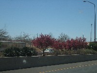 Alburquerque NM