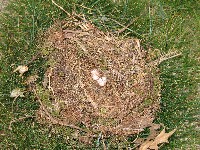 Imported bird's nest