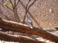 Living Desert / Zoo