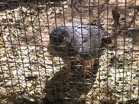 Living Desert / Zoo