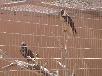Living Desert / Zoo