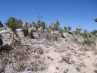 Living Desert / Zoo