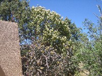 Living Desert / Zoo