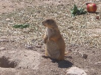 Living Desert / Zoo