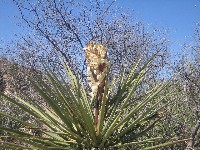 Living Desert / Zoo