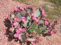 Congress AZ