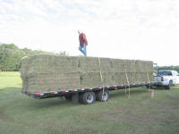 Getting Hay