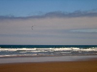 Oregon Shore