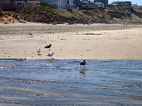 Oregon Shore