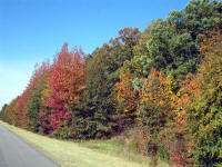 Texarkana TX