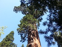 Kings Canyon NP Sequoias