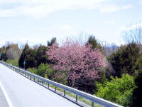 Woodbine MD