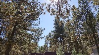 Hole in the trees